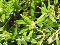 Helianthemum Grandiflorum (ss esp. Grandiflorum) (fam. Cistacees) (Alpes occidentales) (04) (Photo F. Mrugala)